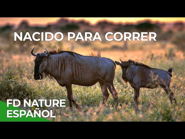 Nacido para Correr | Free Documentary Nature - Español