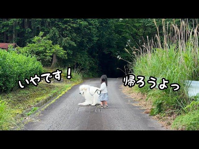 【可愛い】2歳児との散歩が楽しすぎるあまり超大型犬が帰宅拒否を始めちゃいました…｜グレートピレニーズ&オールドイングリッシュシープドッグ&トイプードル