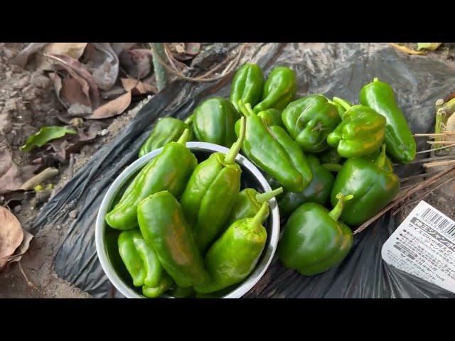 Pepper #2