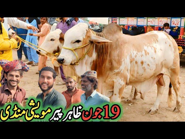 Zahir Pir Cow Mandi Today Fresh Latest Video | Cholistani Nokray Ablk Bacray