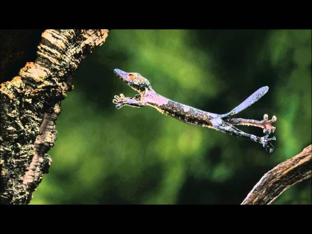 ▶ Dj Snake feat. Alesia - Bird Machine (HQ)