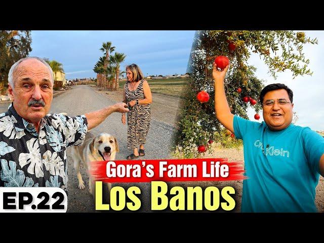 Beautiful Gora's Farm Life in California wow kiya maze Hain | Exploring America Ep.22