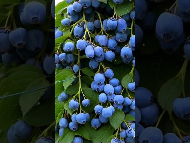 "From Farm to Table: The Journey of Fresh Blueberries" 1#fruit #garden  #blueberry #usa #california