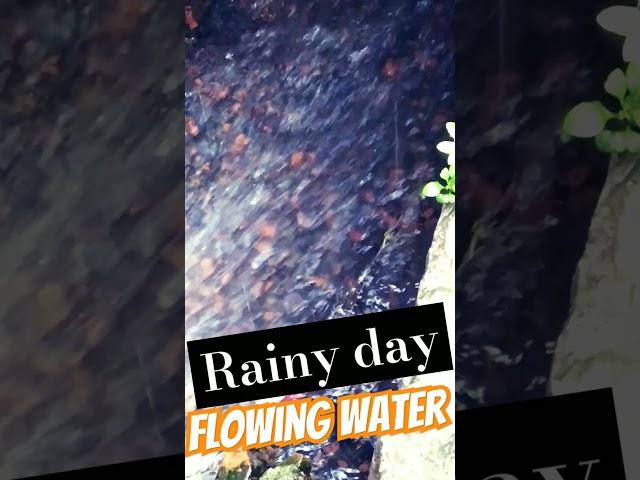 Flowing water rainy day #rain #flowingriver #flowingriver #reels #music #shortvideo #audience