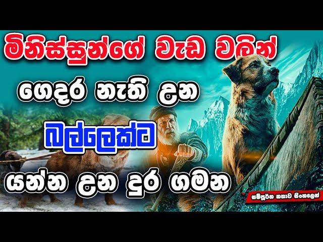 පුංචි දේටත් අඩන අය මේක බලන්න එපෝ | The Call Of The Wild | Movie Review Sinhala