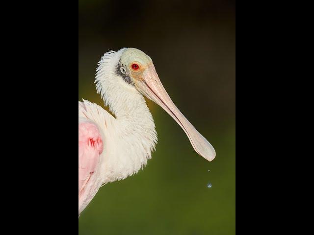 Learn to Create BIRDS AS ART at Fort DeSoto with Arthur Morris