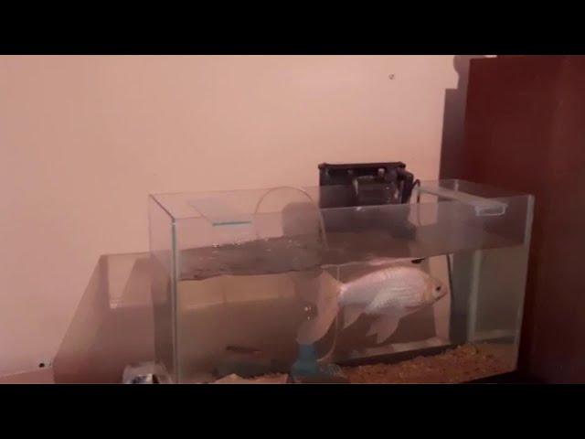 FLORES 4 AMBIENTES COCHERA, PISCINA Y + AMENITIES