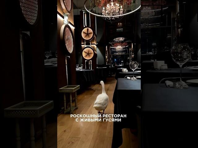 ЭТО ЛУЧШИЙ РЕСТОРАН ГДЕ МЫ БЫЛИ  маркетинговая фишка это живые гуси 🪿 #ресторан #краснодар