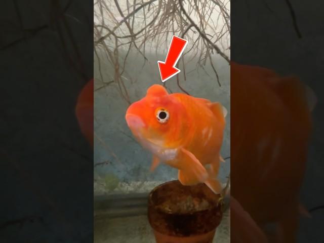 Zoro’s headwart is growing