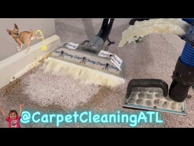 "Carpet Rescue: Extracting Urine and Odors for Good!" Amazing Results “Part One”