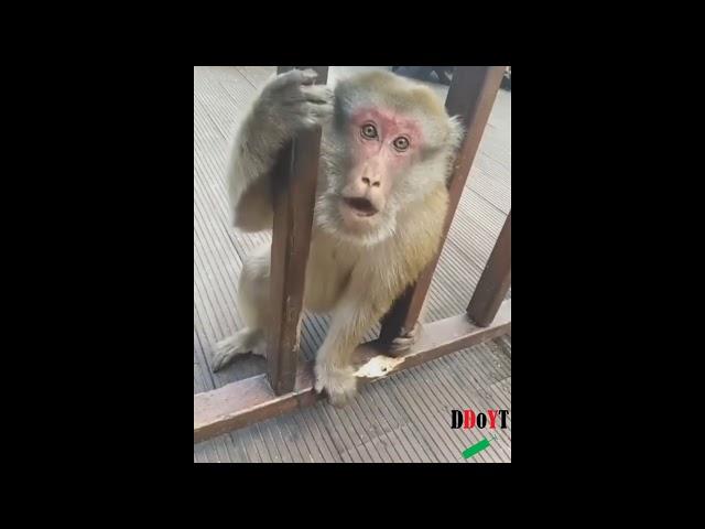 Monkey doesn't like getting hit - hits back at human