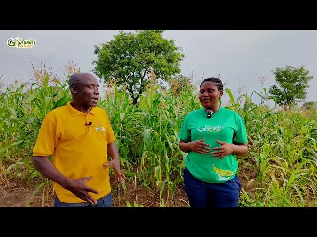 How To Make Millions From Growing & Selling Certified Maize Seed To Other Farmers In 3 Months