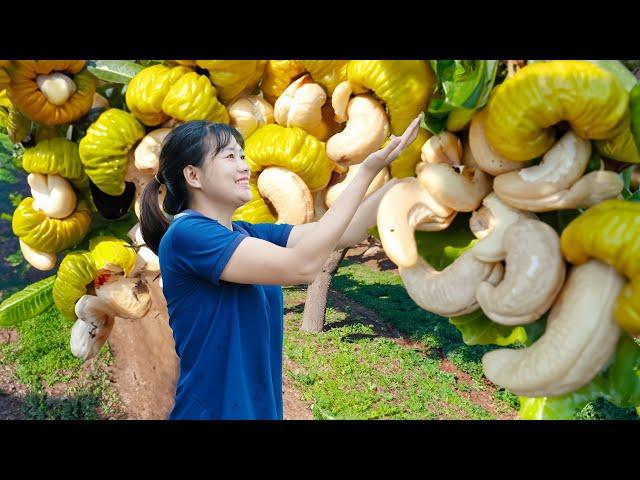 Farm Life | Harvesting Pecan Nuts Goes to Sell - Rare nuts in natural forests | Lý Tiểu Luyến