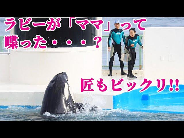 匠もビックリ!!喋るシャチ「ラビー」現る^^ 鴨川シーワールド シャチショー KamogawaSeaWorld