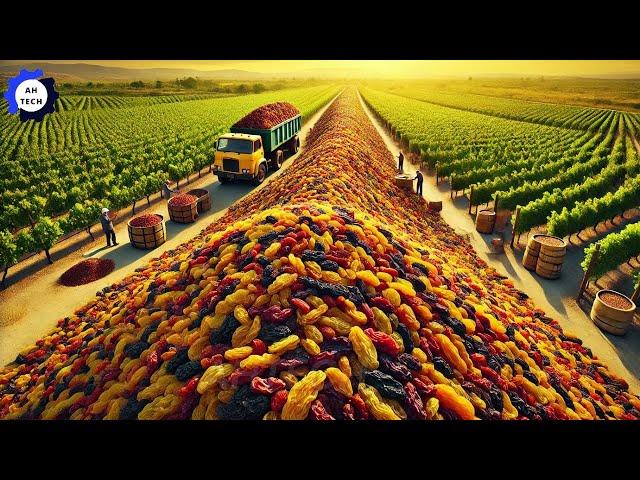 How US Farmers Harvest and Process 3.6 Million Pounds of Raisins This Way | Agriculture Technology