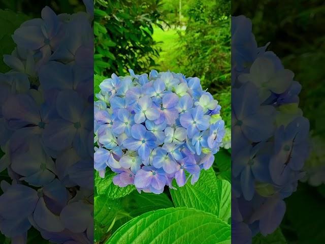 Ajisai summer flower blossoms#flowers#japan#summer#flowerblossom#youtubeshorts#vlog#explorepage#blog
