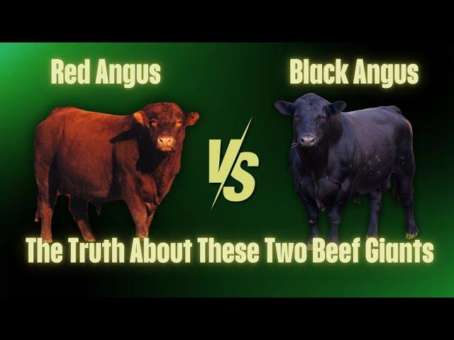 Red Angus vs Black Angus | What's the Real Difference?