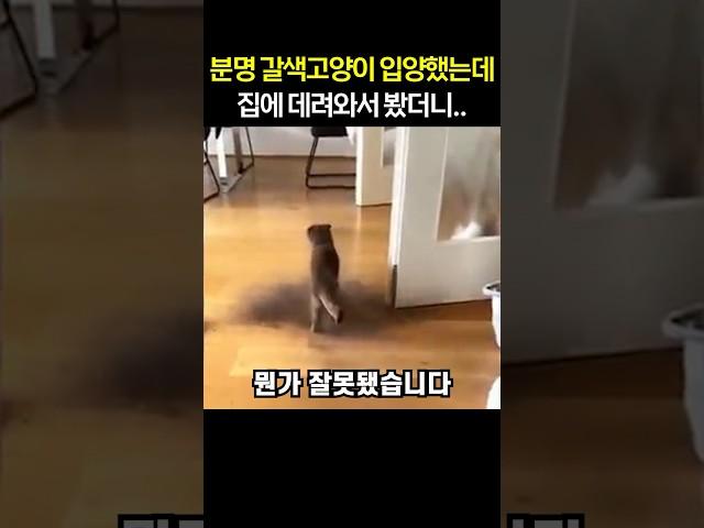 분명 갈색고양이 입양했는데 집에 데려와서 봤더니..