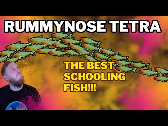 Rummynose Tetra: EVERYTHING you need to know! Complete care guide.