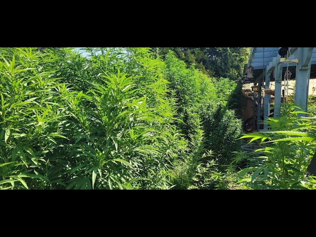 Blue Dream Plants Out of Control, Rando's Fav Cultivar, Potent, Fragrant, Lethal & He ain't lying.