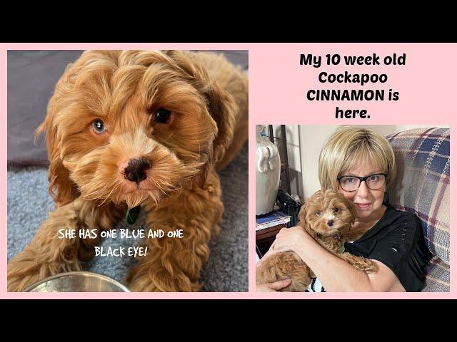 Come on in and meet my new 10 week old COCKAPOO puppy. She will steal your heart.