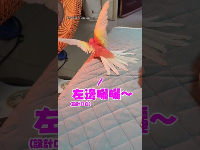 【烤小鳥(?)】鸚鵡也愛烤暖爐?! 感覺都聞到香味了XD(?｜鸚鵡｜暖爐