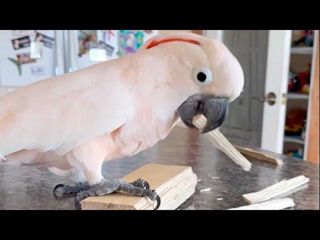 Wood Chewing ASMR - Doing this is very important for maintaining beak health. 