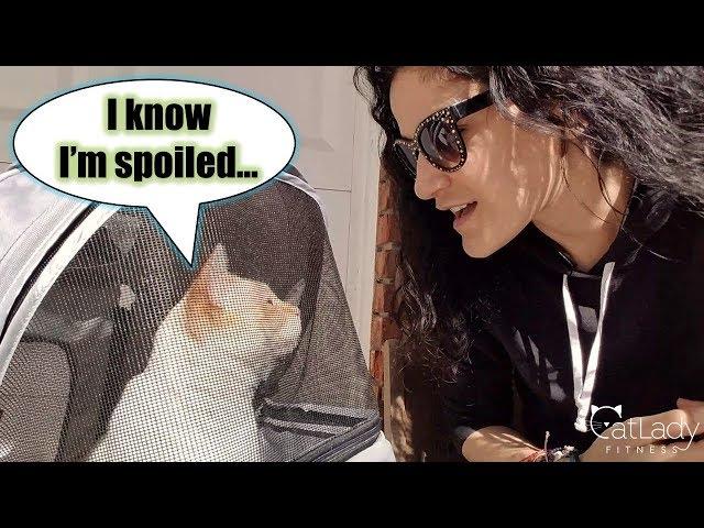 Proof that cats miss their owners (A SOLUTION?!) - Cat Lady Fitness