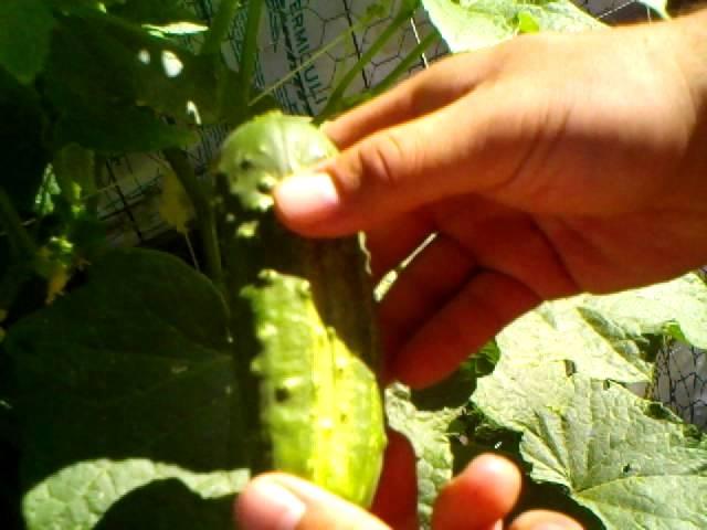 How to harvest your Cucumbers