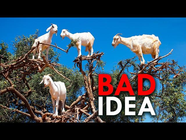 Why Do These Goats Live In Trees?