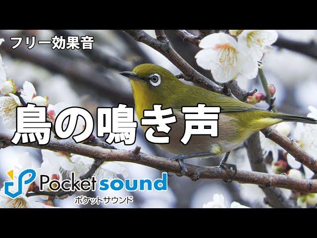 【フリー効果音】鳥の鳴き声特集：ポケットサウンド【野鳥】