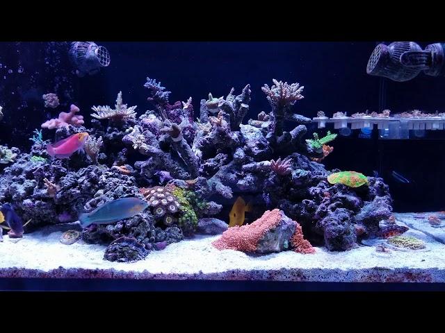 165 gallon SPS reef tank. 1 year old