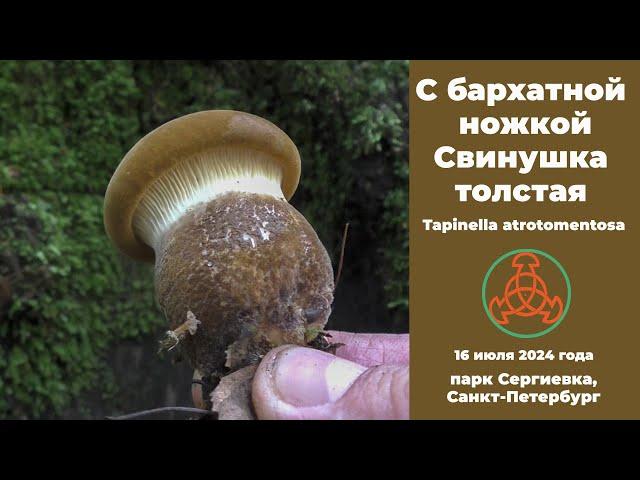 С бархатной ножкой Свинушка толстая