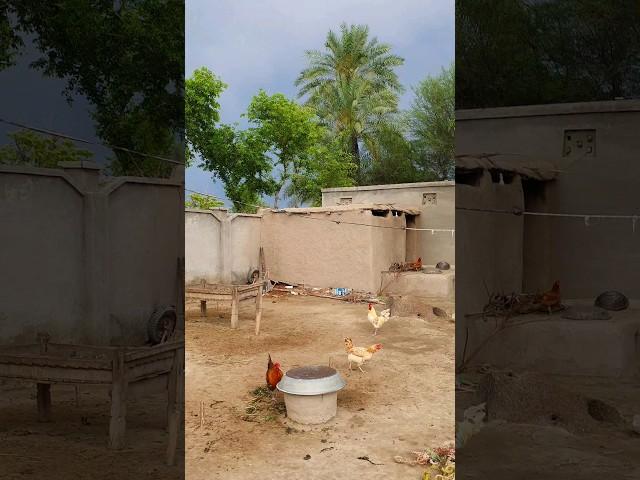 Rural Life In Punjab Village