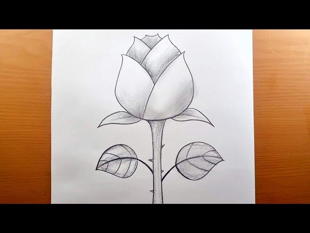 Comment dessiner des roses facilement - Dessin de roses étape par étape -  Dessin au crayon