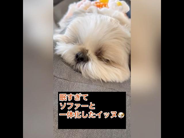 【溶けちゃうほど眠くてソファーと一体化したイッヌ】 #chorts #犬 犬 #可愛い #シーズー #癒し #かわいい #shihtz #犬のいる生活 #shihtzugram