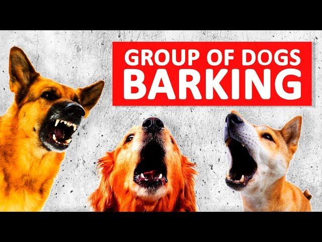 Group of Dogs Barking Sounds to Make your Dog Bark HD