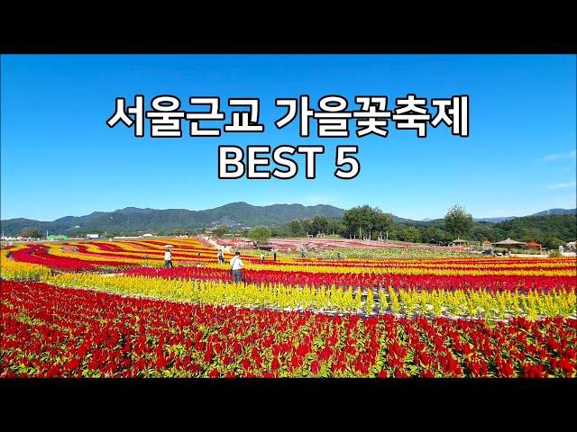 [서울근교 가을꽃축제 BEST 5] 수도권 가을꽃밭, 서울근교 가을여행 Flower Garden Near Seoul