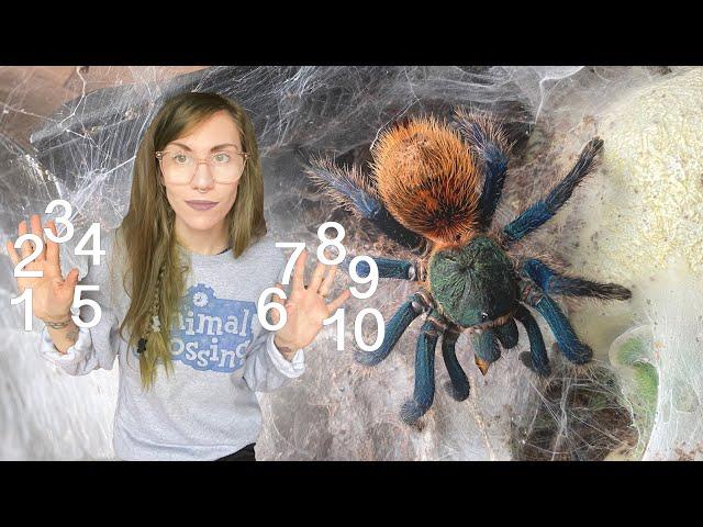 10 CLASSIC SPECIES every tarantula collection needs