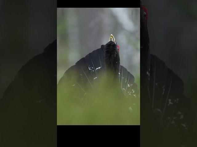 Capercaillie on a spring lek.  #shots #birds #nature