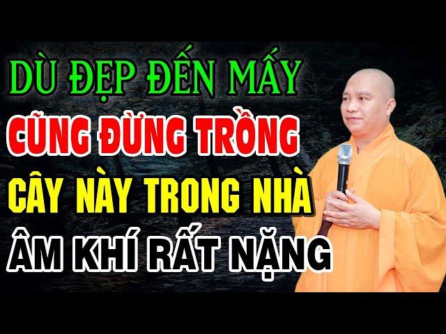 Những Loại Cây Mang ÂM KHÍ Dù Đẹp Đến Đâu Cũng Không Nên Trồng Trong Nhà | Thầy Thích Đạo Thịnh