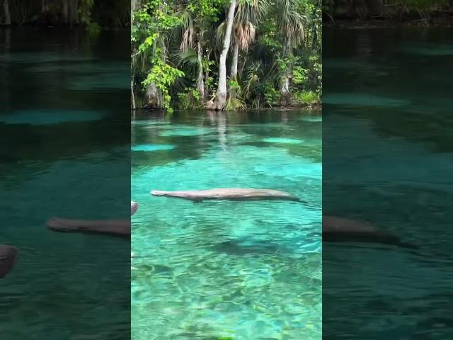 BRB exploring our favorite place in FL  #GetUpAndGoKayaking #SilverSprings #Visitflorida