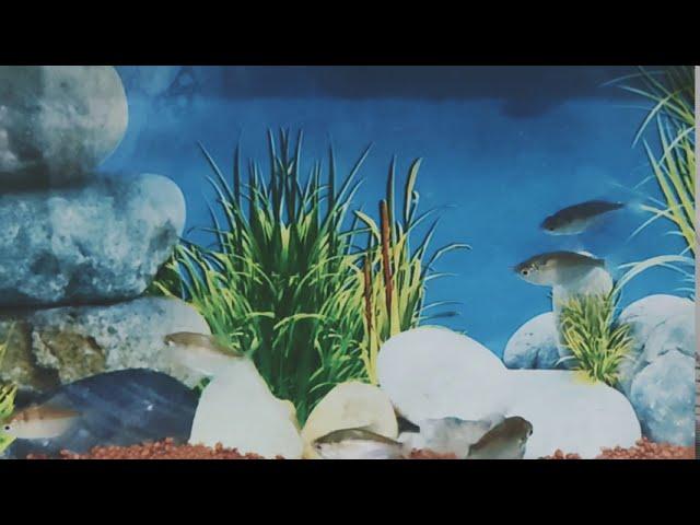 RR Aquarium Shop in Bhagalpur | Aquarium Fish | Tropical Fish Store | #shorts