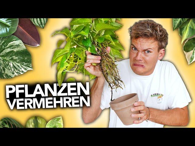 PFLANZEN VERMEHREN - Ableger richtig eintopfen | Joey's Jungle Plants