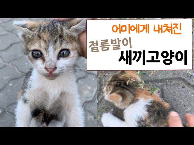 어미에게서 버려진 절름발이 고양이