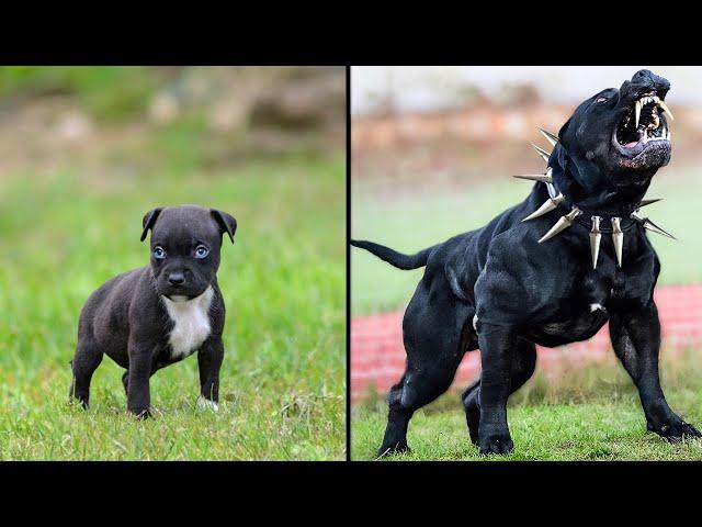 Before & After Animals Growing Up. Incredible Animal Transformations