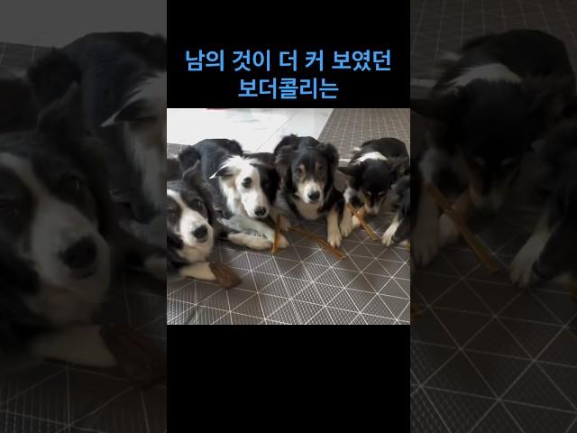 남의 것이 더 커 보였던 보더콜리는???