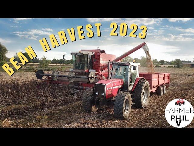 COMBINING OUR BEANS - 90'S MASSEYS OUT IN FORCE | HARVEST 2023