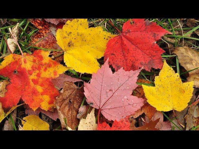 Why Do Autumn Leaves Change Color? - Instant Egghead #51