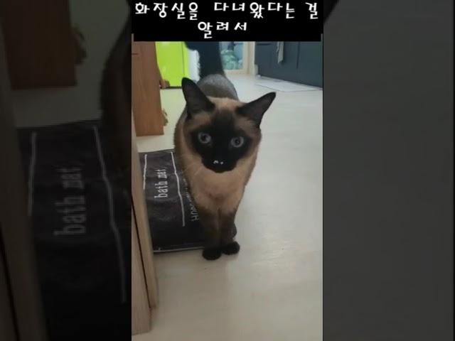 당신이 샴고양이를 키워야 하는 이유 #고양이 #샴고양이 특징